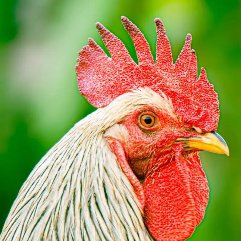 Close-up profile of a rooster head with a bright red comb
