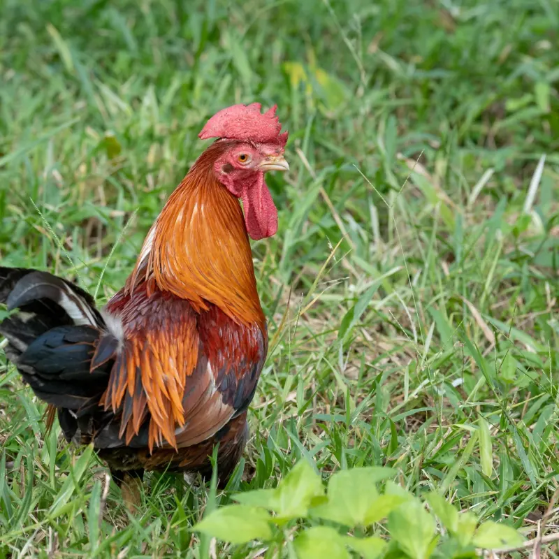 Colourful rooster standing in green grass